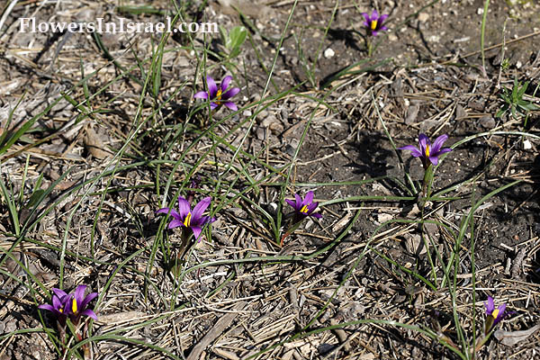 Israel, Nature, Travel, Wildflowers