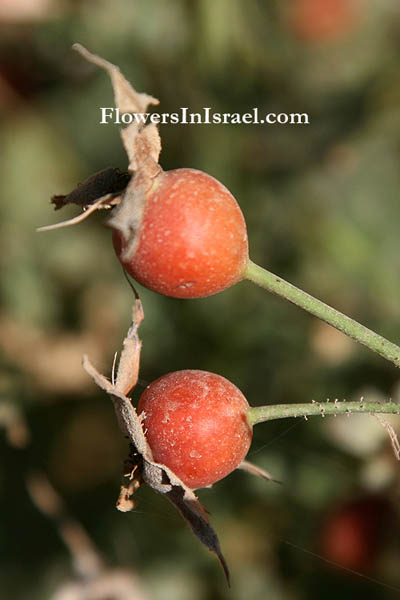 what is the name of the fruit of the dog rose