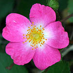 Rosa canina, Israel, Native Plants, Wildflowers