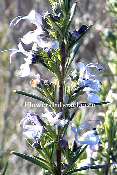 Rosmarinus officinalis, Rosemary,רוזמרין רפואי,Израиль Дикие цветы и растения родной