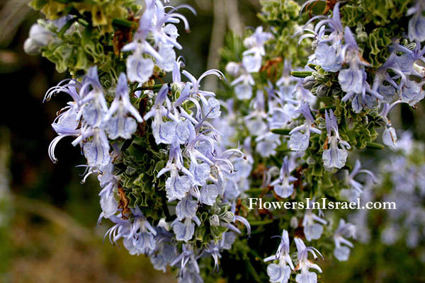 Rosmarinus officinalis, Rosemary,רוזמרין רפואי,Израиль Дикие цветы и растения родной