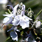 Rosmarinus officinalis, Israel, Native Plants, Wildflowers