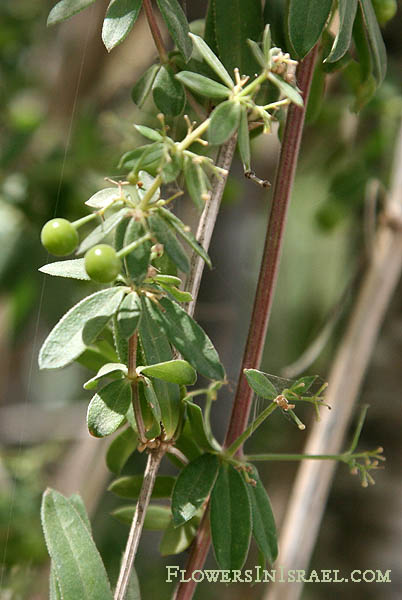 Rubia tenuifolia, Narrow-leaved Madder, פואה מצוי