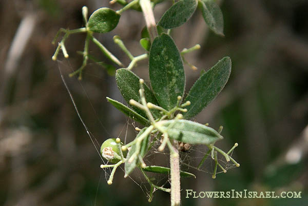 Rubia tenuifolia, Narrow-leaved Madder, פואה מצוי