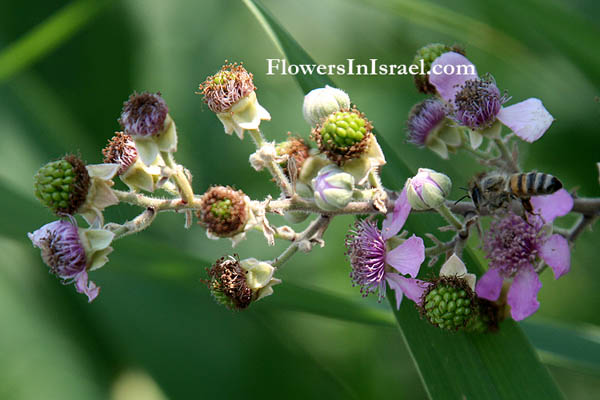 Israel wildflowers and native plants of Palestine
