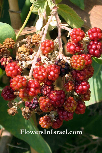 Rubus sanguineus, Rubus sanctus, Holy Bramble, Blackberry, פטל קדוש