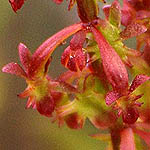 Rumex bucephalophorus, Israel, Red flowers
