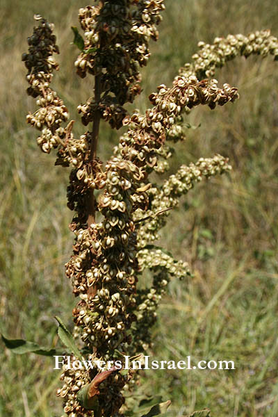 Israel, Botany, Palestine, Nature