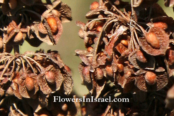 Rumex crispus, Curled Dock, Curly Dock, Yellow Dock, Sour Dock, Narrow Dock, חומעה מסולסלת 