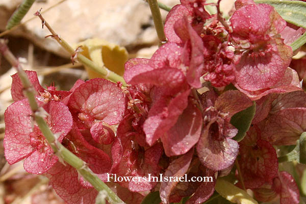 Израиль Дикие цветы и растения родной, Rumex cyprius, Rumex roseus, Knotweed, Pink Sorrel, حميض ,חומעה ורודה 