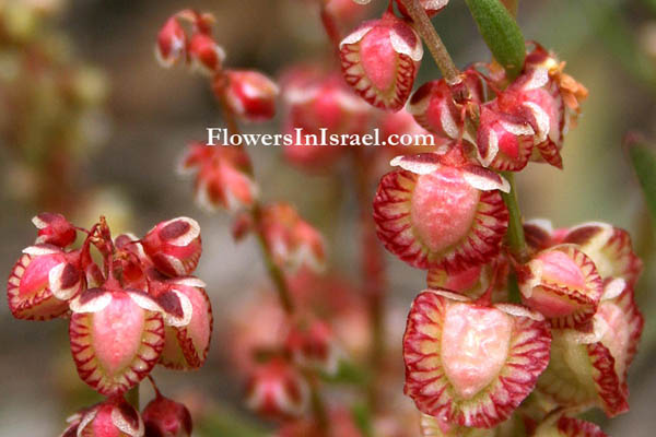 Rumex pictus, Dock, חומעה מגויידת