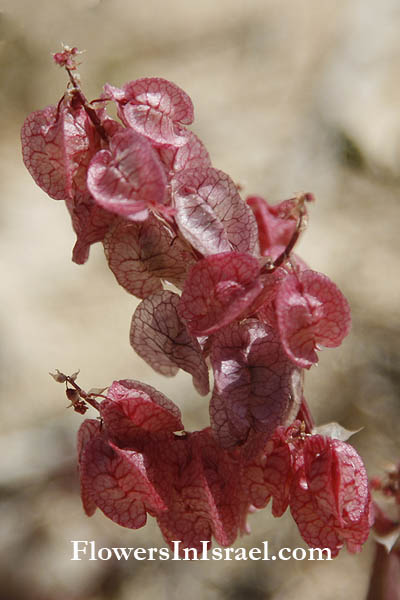 Rumex vesicarius, Sorrel, Bladder dock, Rosy dock, Ruby dock, חומעה משלחפת