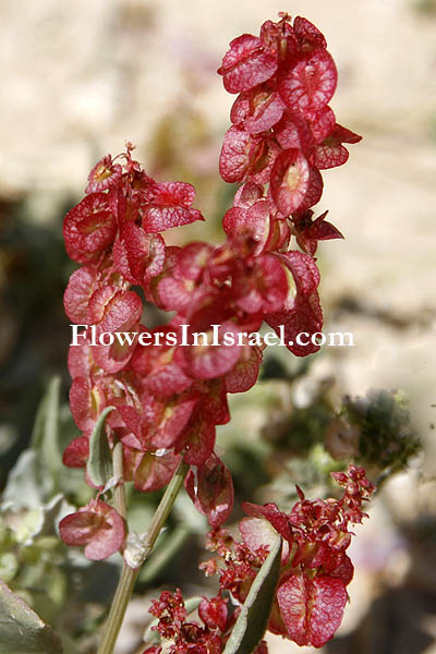 Native plants of Israel