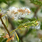Salix alba, Israel Wildflowers, No petals No tepals