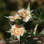 Salsola vermiculata, Israel, Flowers, Pictures