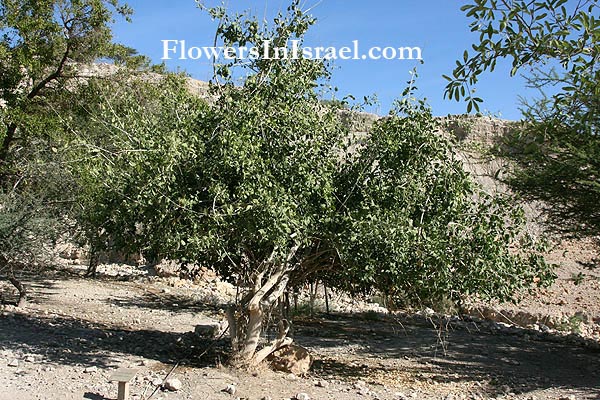 Το Ισραήλ αγριολούλουδα και ενδημικά φυτά