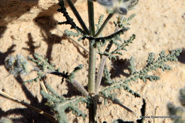 Israel, Native plants, Botany, Palestine