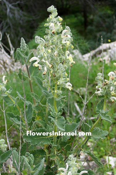 Το Ισραήλ αγριολούλουδα και ενδημικά φυτά