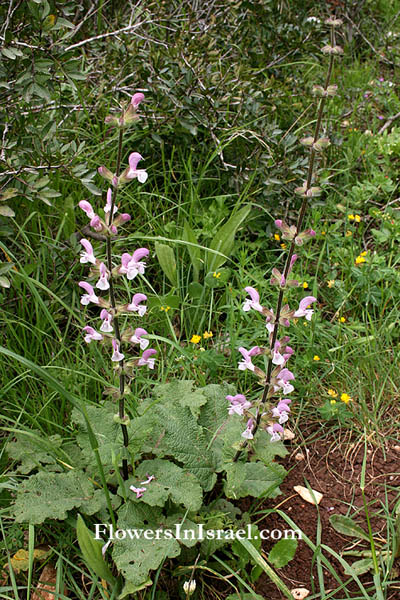 Israel, Native plants, Palestine, Nature