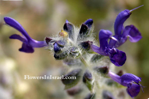 Salvia lanigera, Wrinkle-leaved sage, Wooly Sage, מרווה צמירה