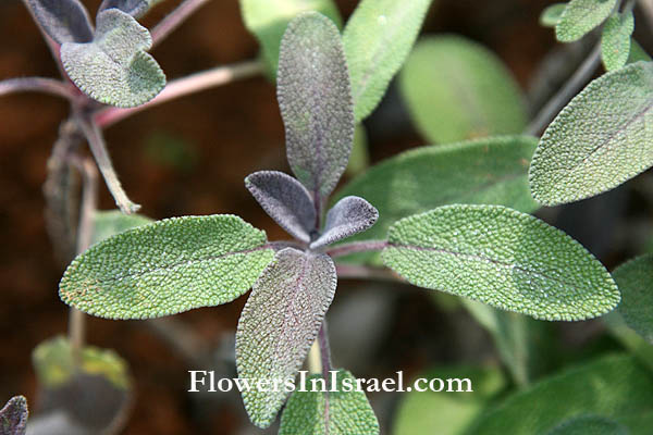 Salvia officinalis ,Common sage, Garden sage, Kitchen sage, Dalmatian sage, قصعين طبي,מרווה רפואית