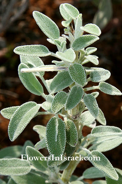 Salvia officinalis,Common sage, Garden sage, Kitchen sage, Dalmatian sage,מרווה רפואית