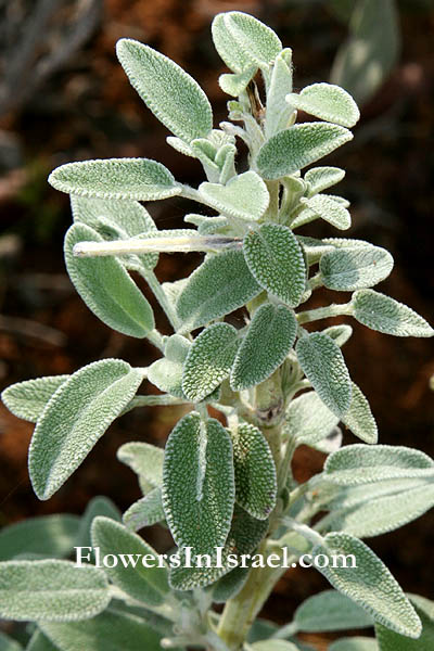 http://www.flowersinisrael.com/Flowgallery/Salvia_officinalis_flower3.jpg