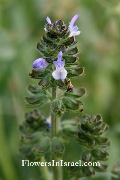 Flora of Israel online, Native plants, Palestine