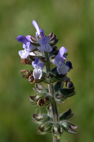 Flora of Israel online, Native plants, Palestine, Salvia verbenaca,Salvia clandestina, Wild clary,Vervain sage, Wild sage, قصعين رعي الحمام ,מרווה מצויה