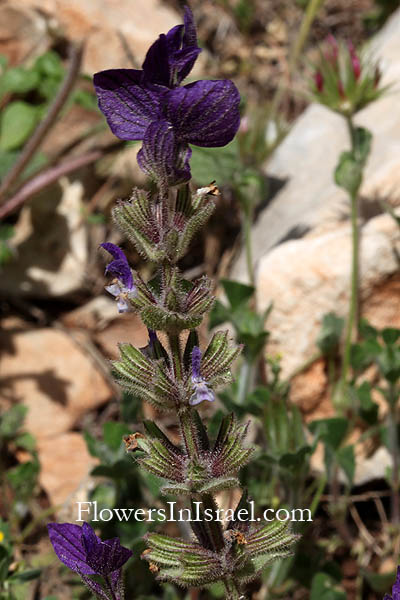 Israel Flowers