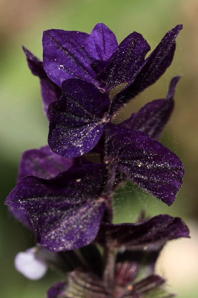 Salvia viridis,Salvia horminum,Annual Clary, Bluebeard, Orminon, Painted Sage, Red-topped Sage, Hormino silvestre, מרווה דגולה, מרווה ירוקה, قصعين أخضر