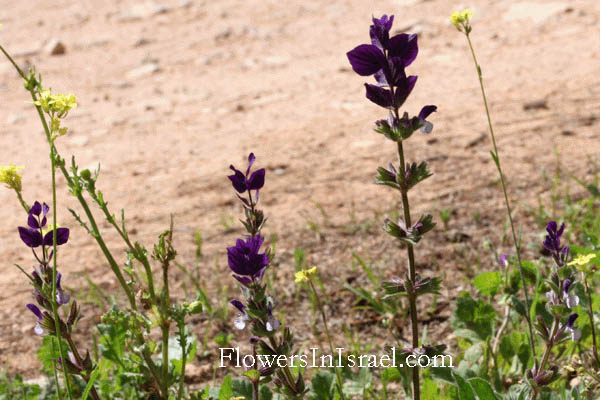 Israel, Flora, Native plants, Palestine