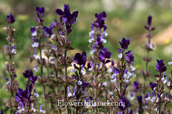 Israel Flowers and native plants