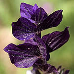 Salvia viridis, Israel, Violet colored Wildflowers