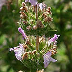 Satureja thymbra, Israel, wild purple flowers