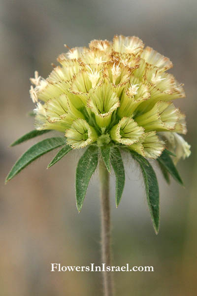 Scabiosa palaestina, Lomelosia palaestina, Scabious, תגית ארץ-ישראלית