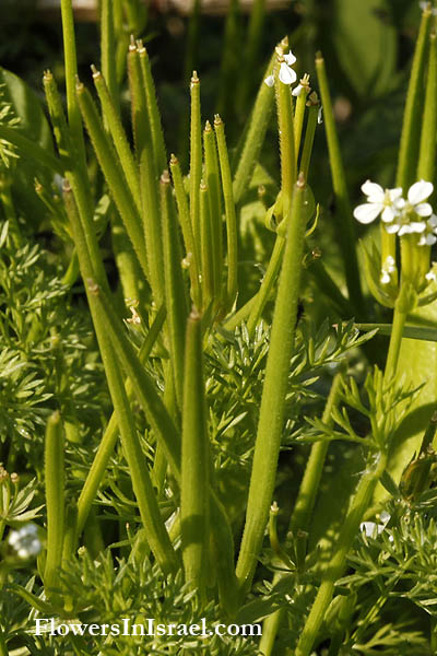 Scandix pecten-veneris, Shepherd's needle, Venus' needle, shepherdsneedle, מסרק שולמית