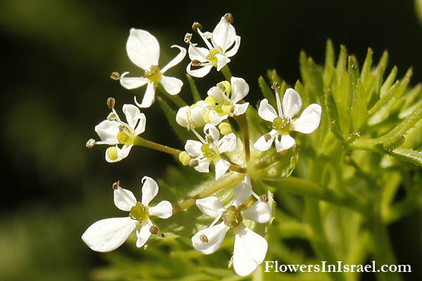 Israel, Native plants, Botany, Palestine, Flowers