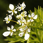 Scandix pecten-veneris, Israel, native wildflowers