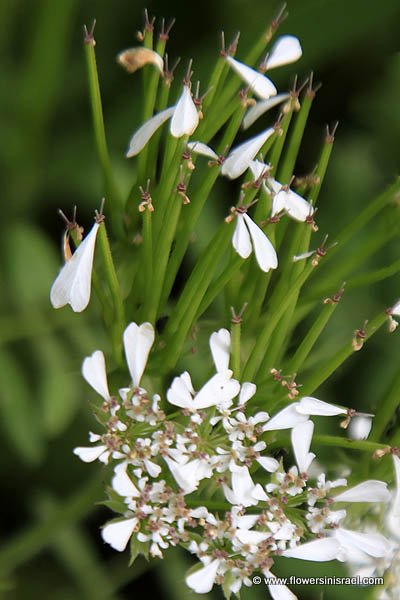 Israel, Blooming, Flowers, nature