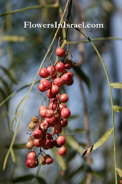 Schinus molle, Peppercorn Tree, Californian pepper, Peruvian mastic tree, פלפלון רך