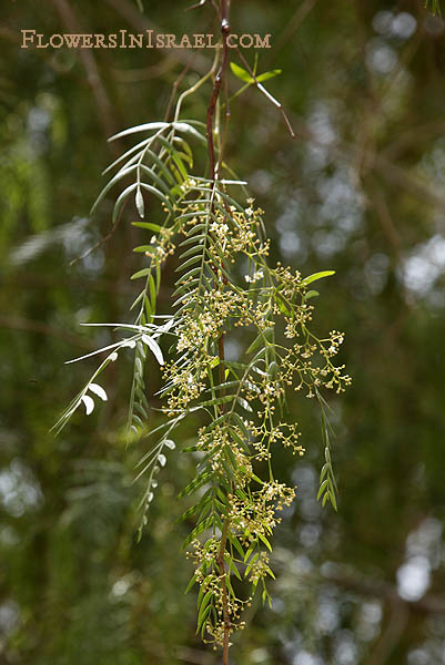 Schinus molle, Peppercorn Tree, Californian pepper, Peruvian mastic tree, פלפלון רך