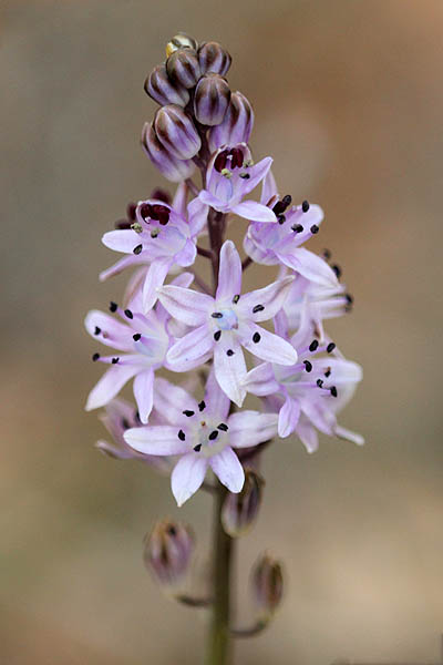 Flora of Israel, Fleurs sauvages, Wildblumen, Fiori, флоры, Flores Silvestres