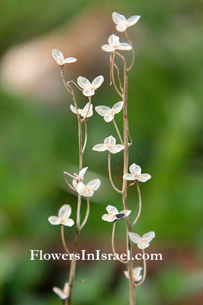 Scilla autumnalis, Autumn Squill, Winter Hyacinth, בן-חצב סתווני