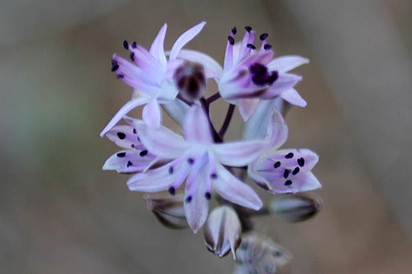 Israel wildflowers and native plants