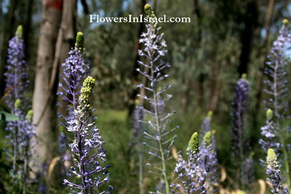 Flora of Israel, Fleurs sauvages, Wildblumen, Fiori, флоры, Flores Silvestres