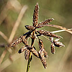 Scirpus lacustris, Israel, Brown Flowers
