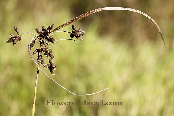 Scirpus maritimus, Bolboschoenus maritimus, Scirpus tuberosus,Cosmopolitan bulrush, Prairie Rush, Sea Clubrush, Alkalai bulrush, אגמון ימי ,الديس البحري 