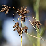 Scirpus maritimus, Israel, Brown Flowers