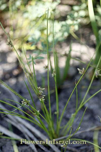 wildflowers, Flora of Israel, Fleurs sauvages, Wildblumen, Fiori, флоры, Flores Silvestres